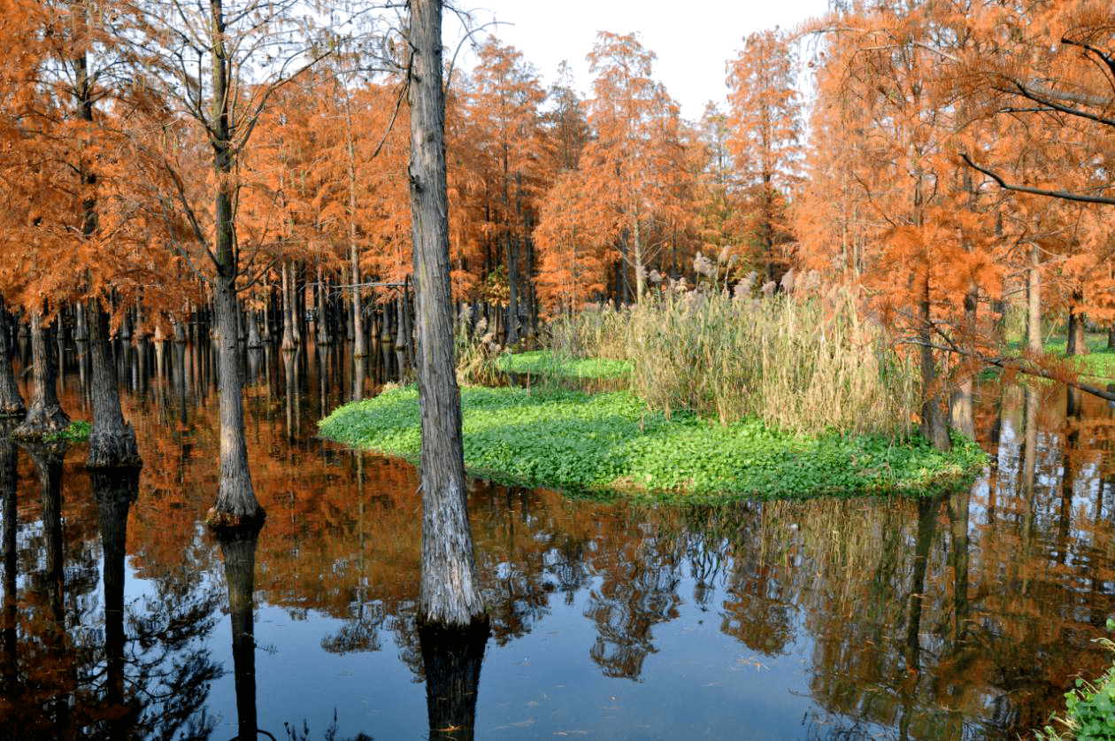 魔都上海奇景，秋色中的水上水杉森林