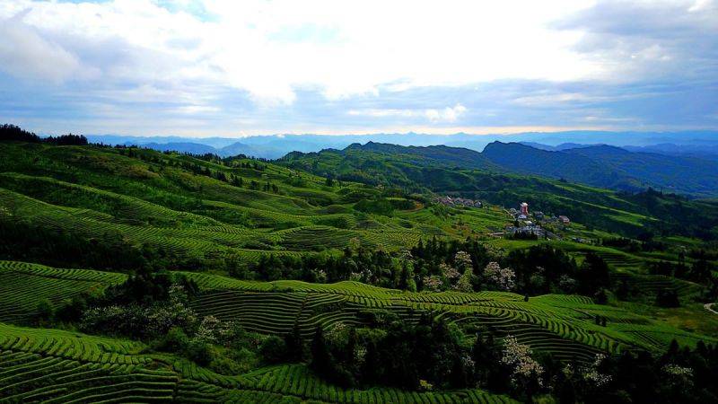 鹿鸣茶海旅游景区图片