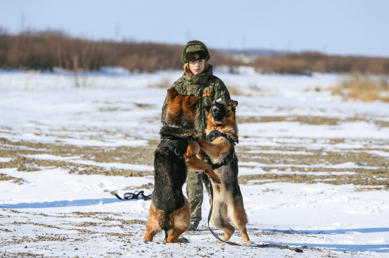 士兵和军犬背景图片图片