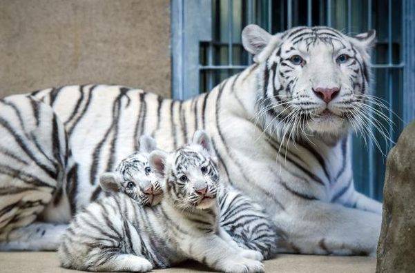 梦境解析，请高手解梦——梦到老虎吃人背后的深层含义