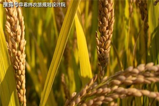 人均一亩粮_一担粮