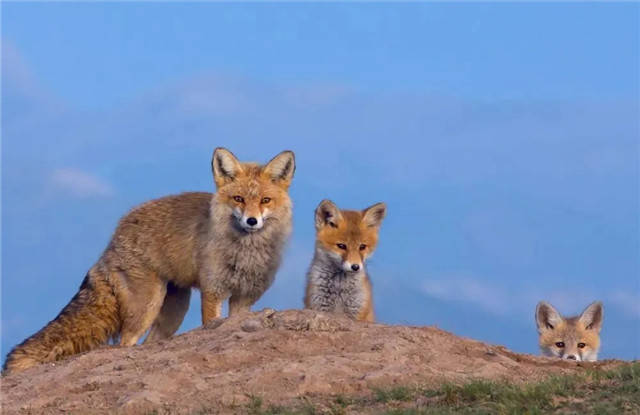 國家發佈新版重點保護野生動物名錄龍蝦鷓鴣鱘魚等在列