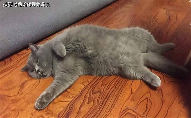 猫可能觉得自己是个人 猫咪 人形躺 翻肚皮 卖萌还是碰瓷 时候