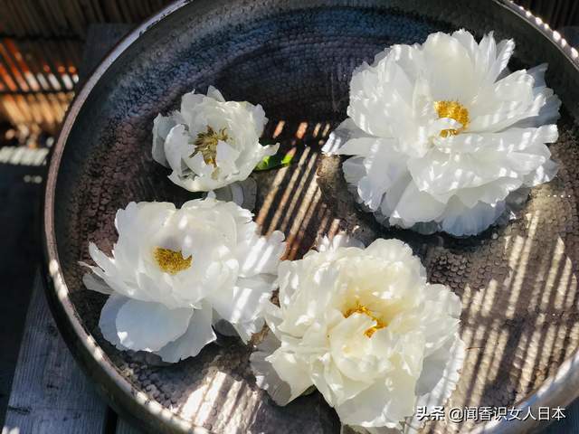 上野公园东照宫里的寒牡丹开花,来自中国又赋予了日式风韵