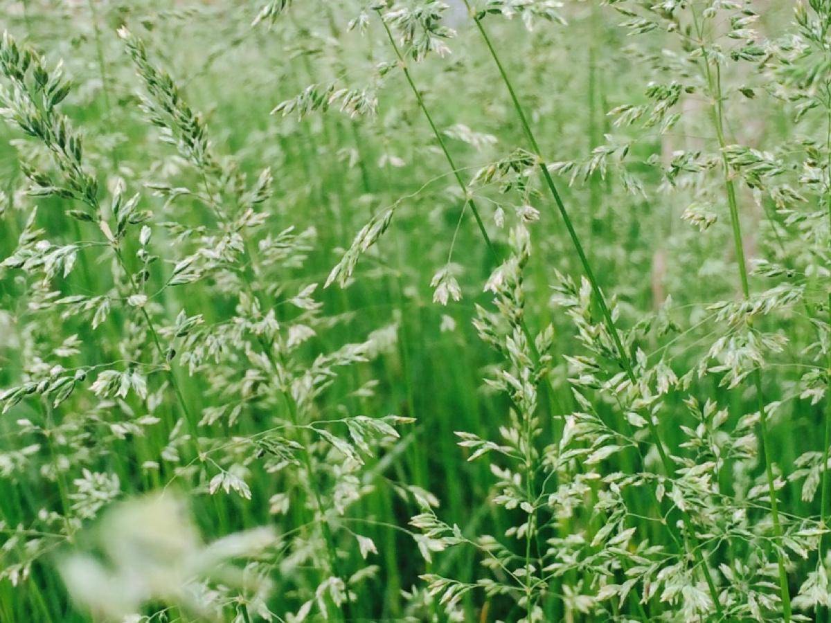 星星草,农村常见"野草,其实是一种优质牧草,禽畜喜食