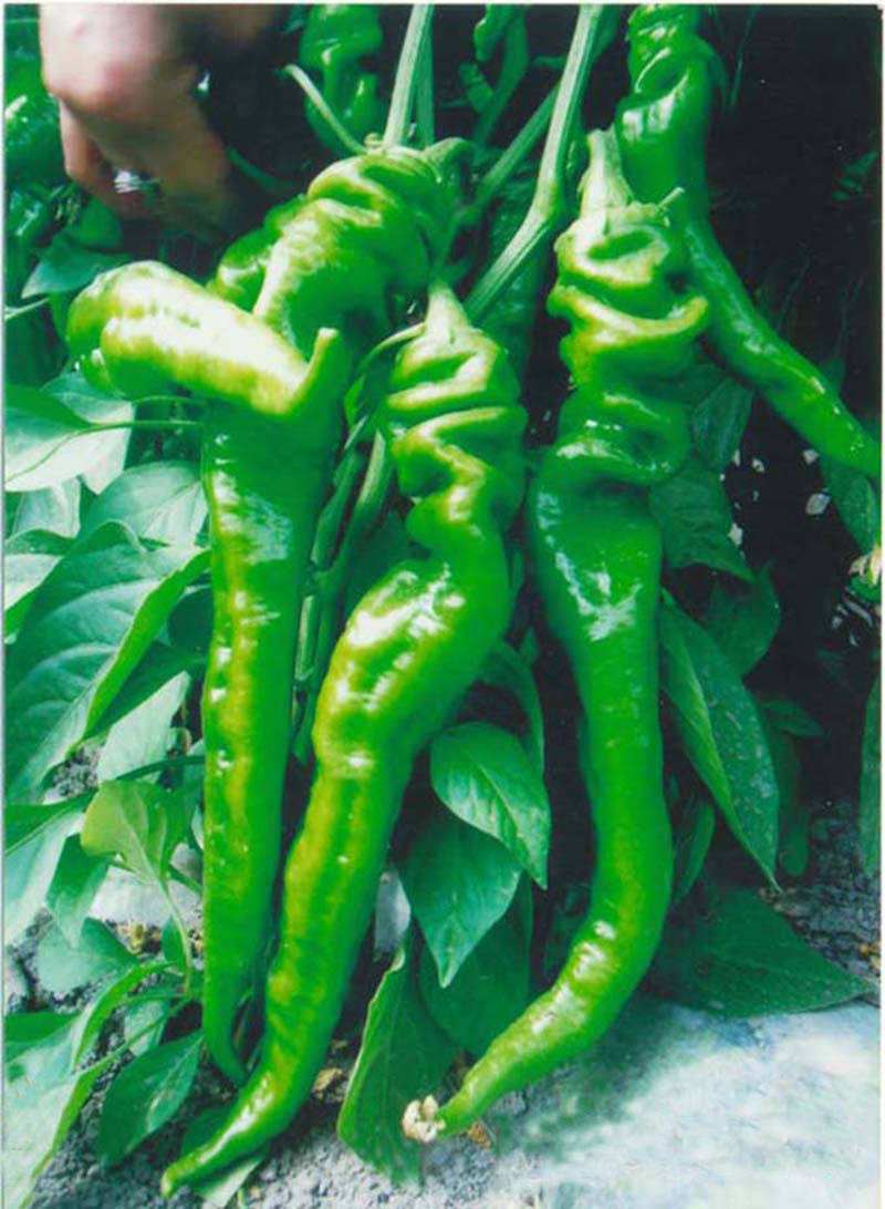 同乐23188螺丝椒龙椒辣椒种子