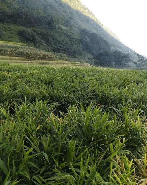 农村宅基地一户多少平米怎么计算超出面积怎么办