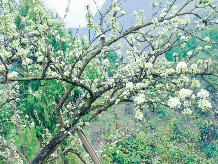 花开"为主题的贵州·沿河第十一届李花节将在沿河沙子南庄景区开幕