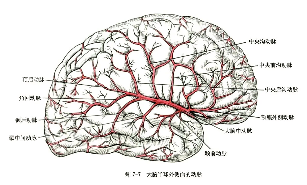 系統解剖線條繪圖腦脊髓的被膜和血管