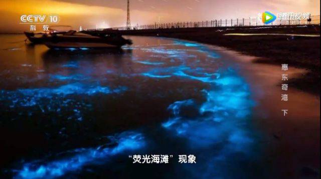 整片海都在发光！惠东双月湾再现“蓝眼泪”奇观