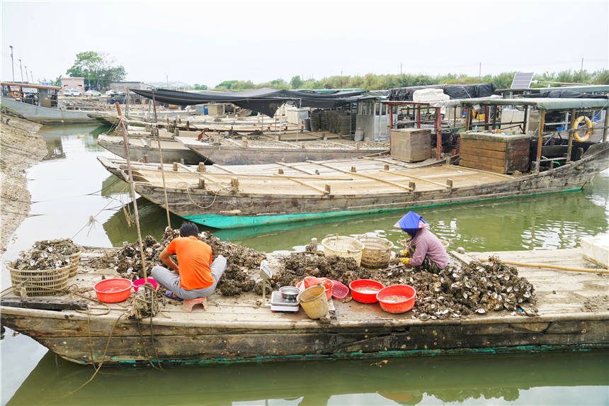 广东这个地方年产生蚝5万吨，新鲜生蚝8块钱一个，游客吃得好过瘾