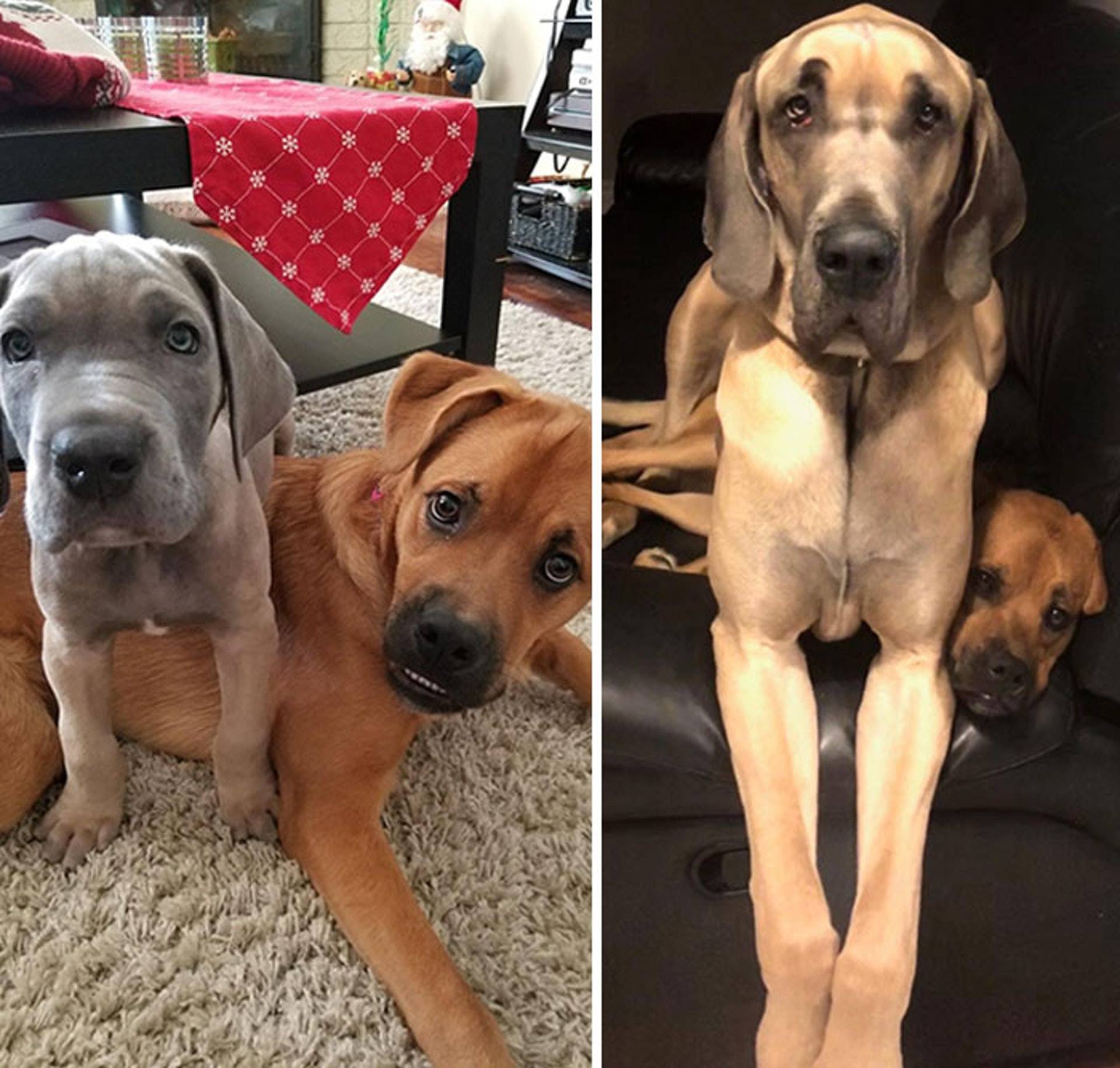 原创45组狗狗成长对比图:温馨有爱,但又很好笑