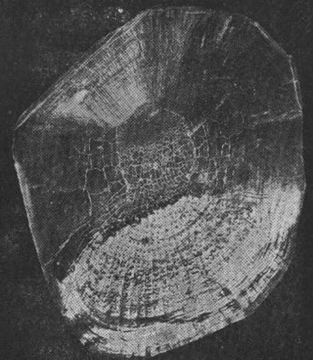 世界最长寿锦鲤活过两个世纪享年226岁 是日本一家族的传家宝 花子