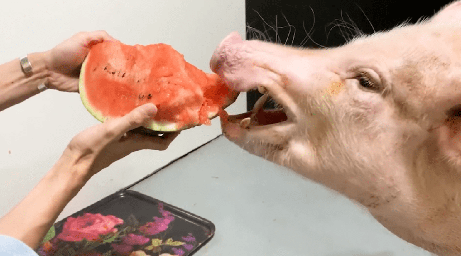 一头小猪吃西瓜竟可以如此治愈网友看得肚子饿了