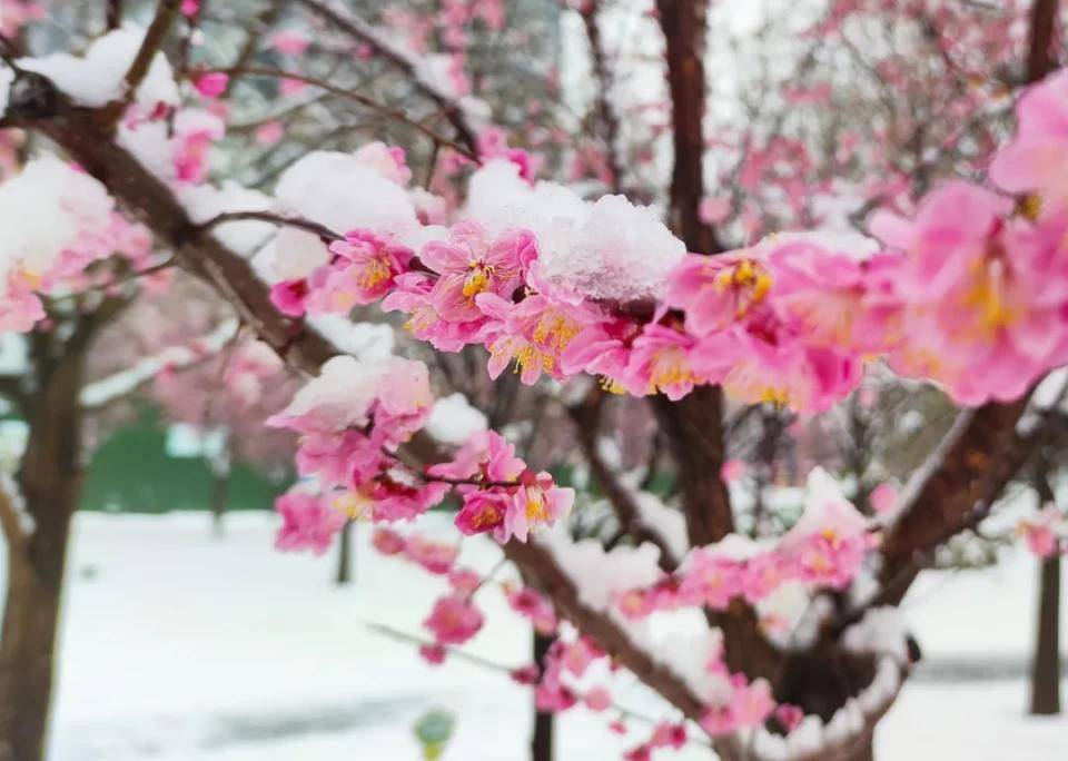 碧源月湖——初雪是景 除雪是情