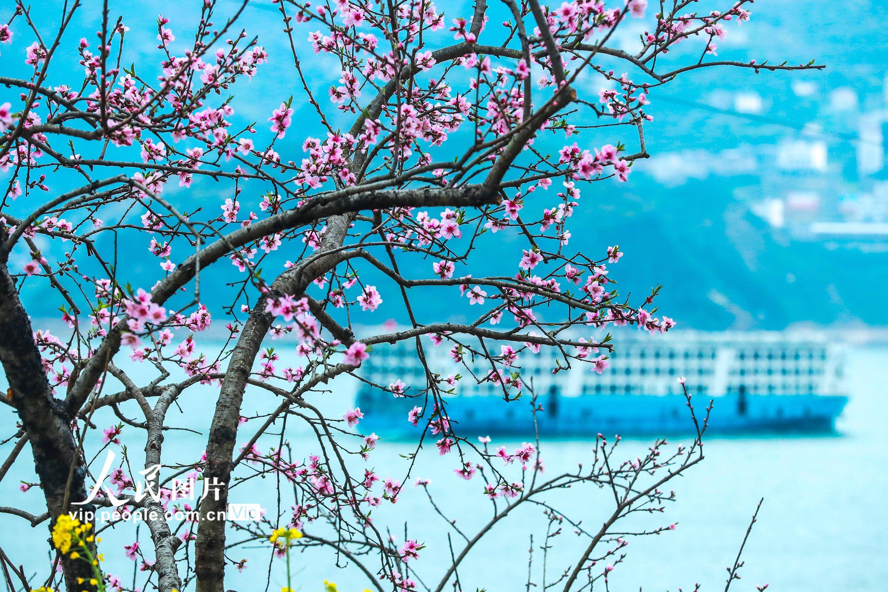 湖北秭归：三峡桃花开