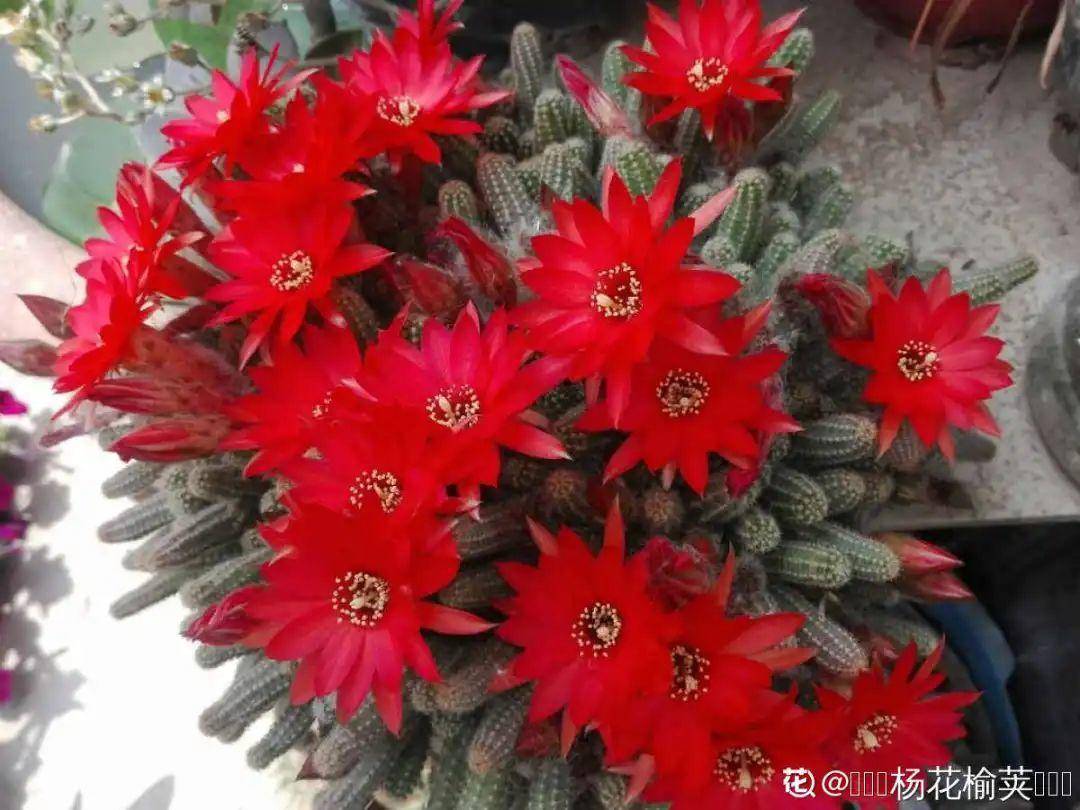 5种多肉 开花不会死 反而活得更久 花苞