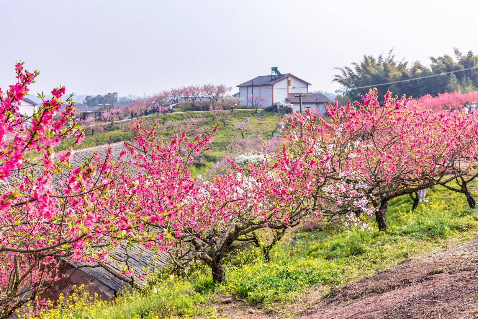 永川圣水湖桃花岛图片