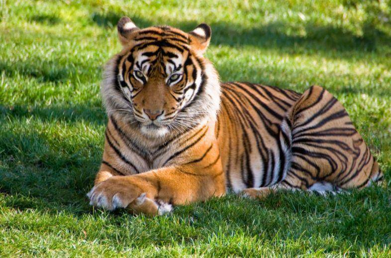 生肖虎和3个生肖配对呈现龙凤呈祥命格携手定能大富大贵