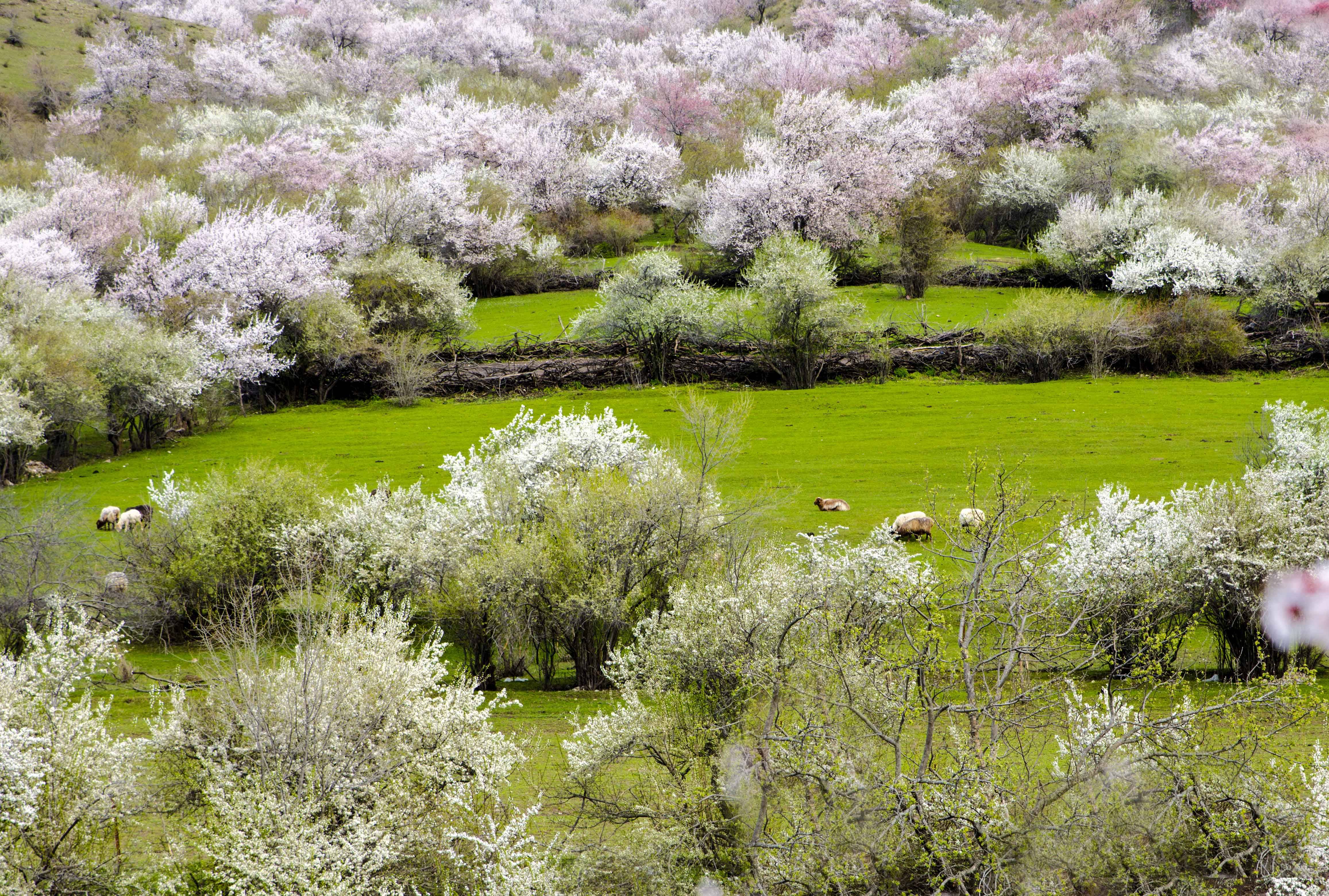 当杏花占春风，胭脂染大地，一同沉醉在花繁姿娇的西域