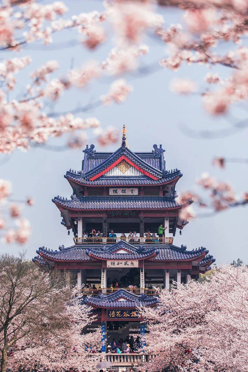 比武汉小众，比日本绝美，国内“最美樱花”藏在这里！