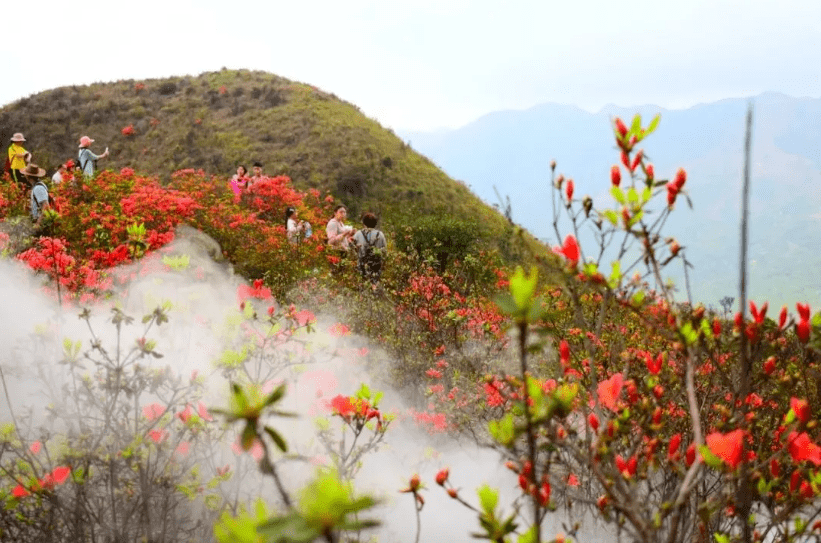 江门杜鹃山庄故事图片