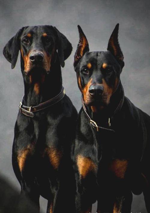 2021cpf重庆宠物展知识科普:宠物断尾剪耳,是"畸形"的审美还是另有