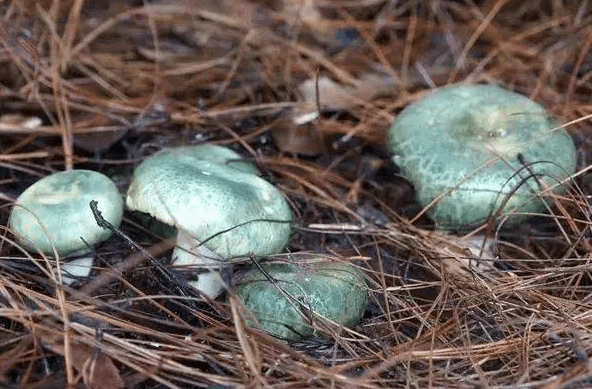 头顶青青草原的情侣菇绿到你发慌所以它到底能不能吃