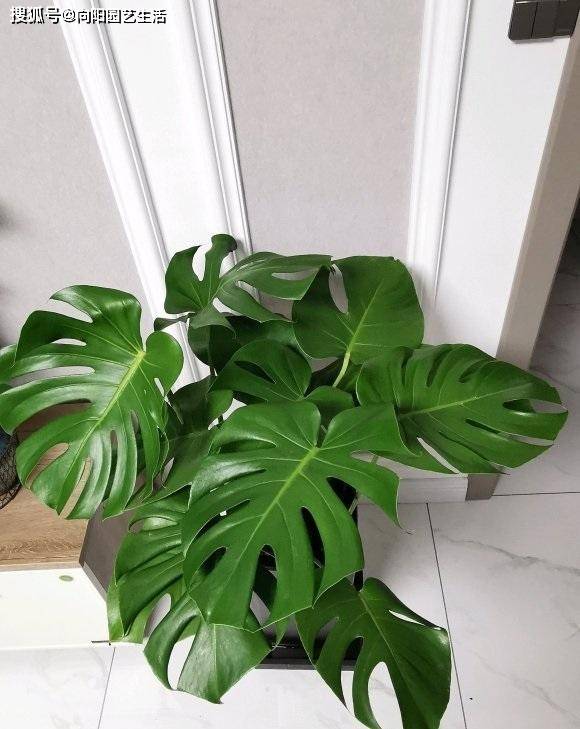 年轻人居家 25买棵龟背竹 放在朝南阳台 大叶子上档次 植物