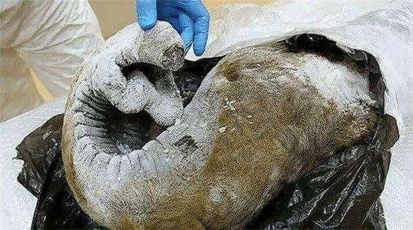 西伯利亚冻土层女尸图片