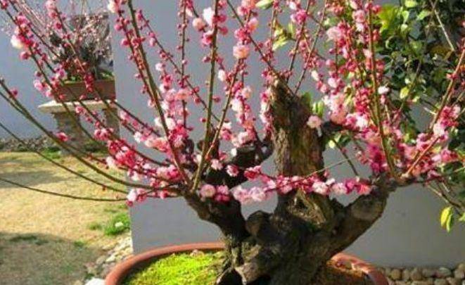 4种花是花中劳模 一年四季花不断 花色鲜艳 开花