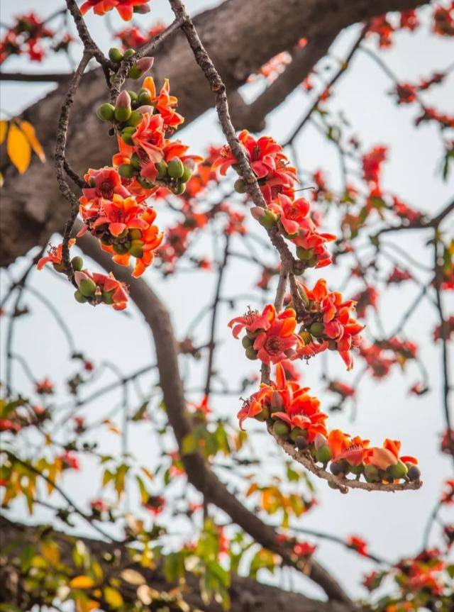 阳春三月 顺德街头 英雄花 绽放 木棉花