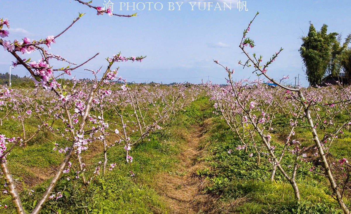 沂源桃花坪人口_沂源地图