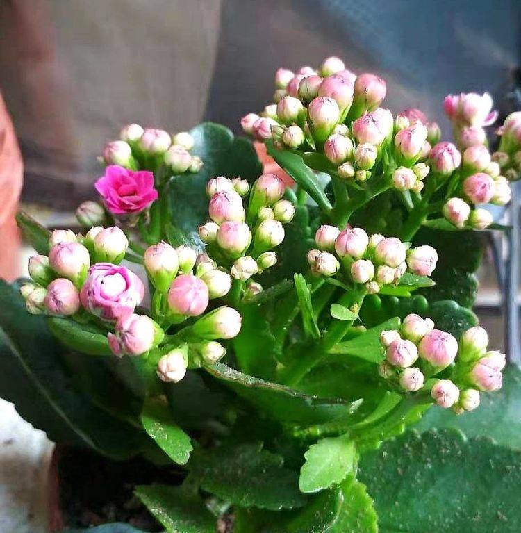 花多多10号怎么用 02d44eb62200468d9c72d22e214cfa0a.jpeg