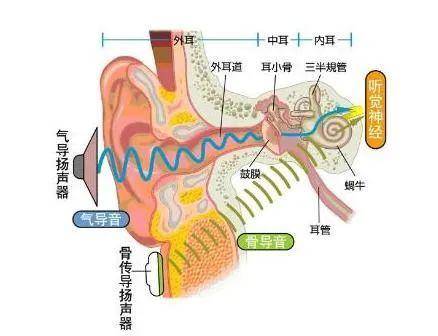 "爱耳日"请对耳朵说一声"谢谢"_内耳