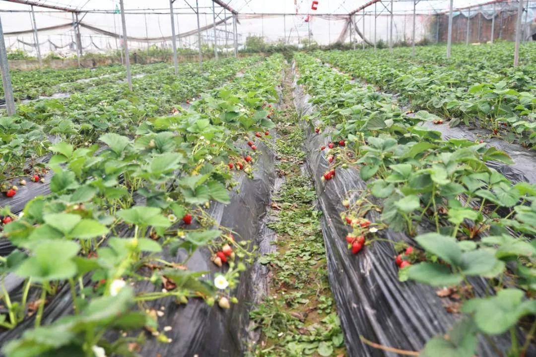 【创建天府旅游名县】四川兴文这里一大片草莓熟了！走起！