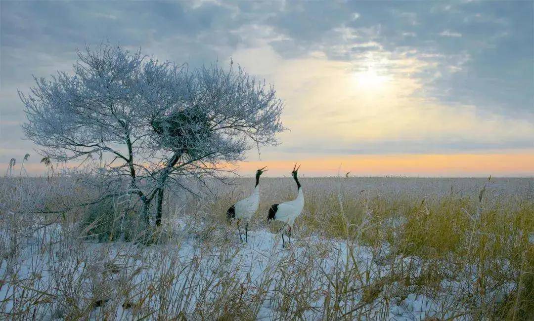 冬日的扎龙，一个有丹顶鹤的童话世界