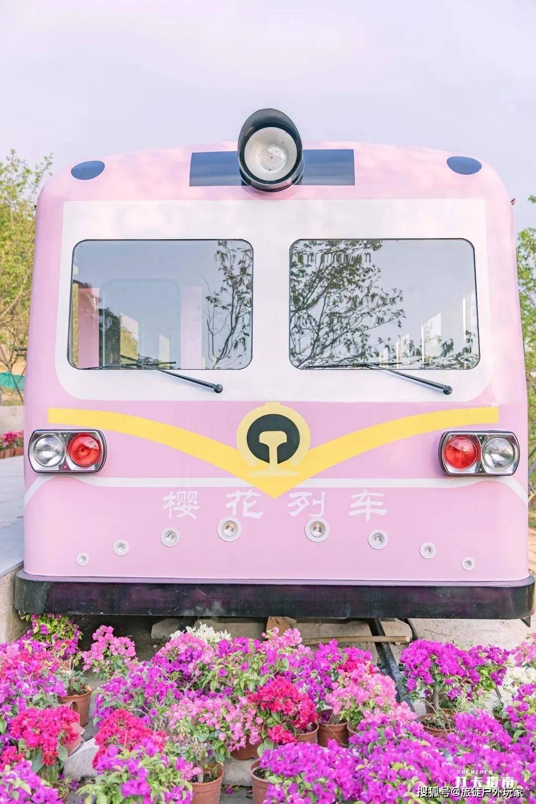 攻略：深圳粉色“樱花列车”随手一拍就是壁纸，赶紧去打卡