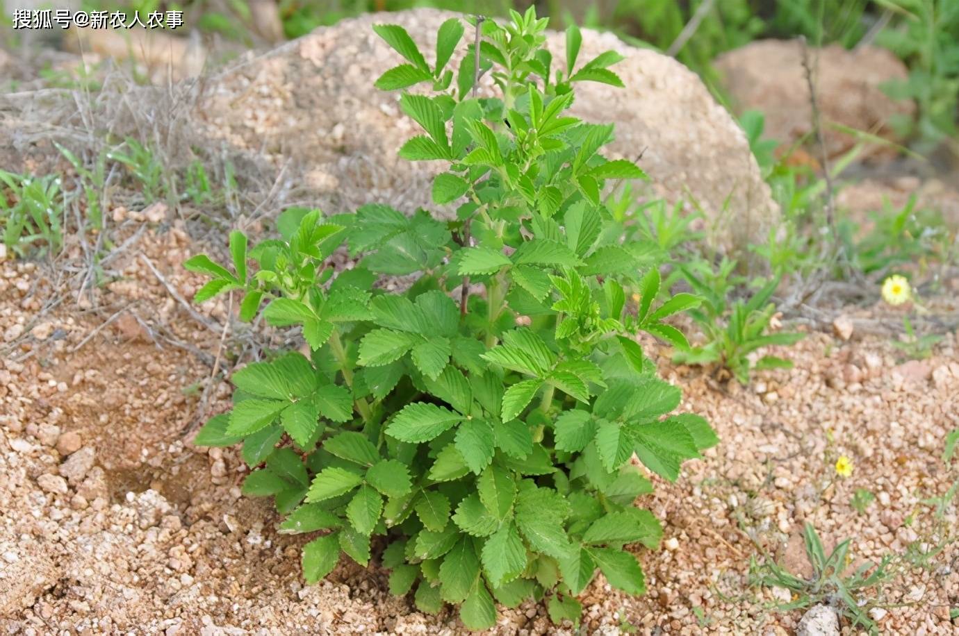 赤龙牙野菜图片图片