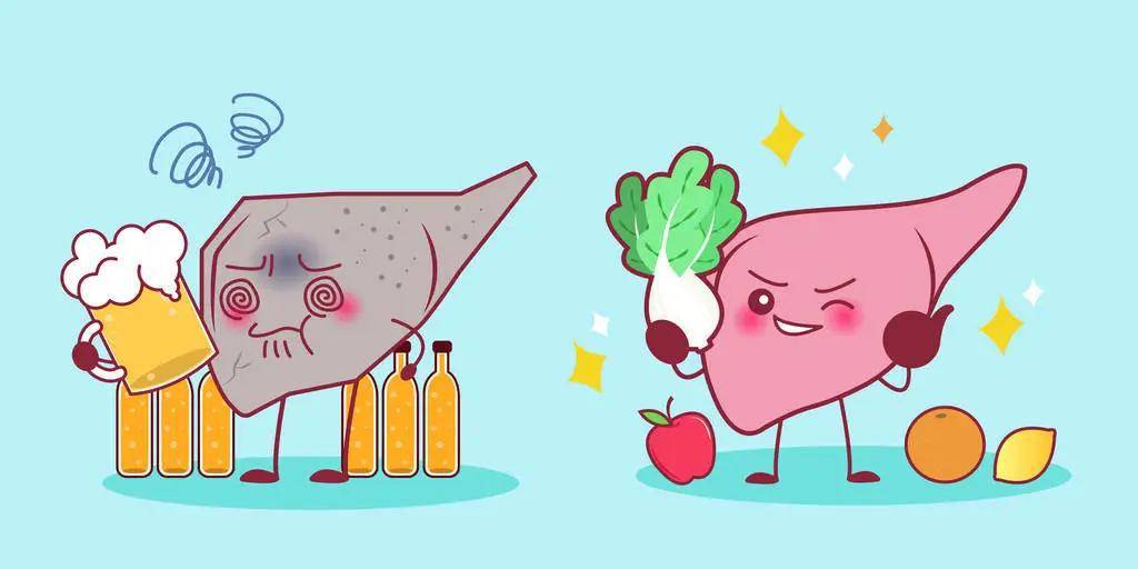 它虽是人体最大的消化器官,掌管着人体糖,脂肪等代谢和解毒的重要功能