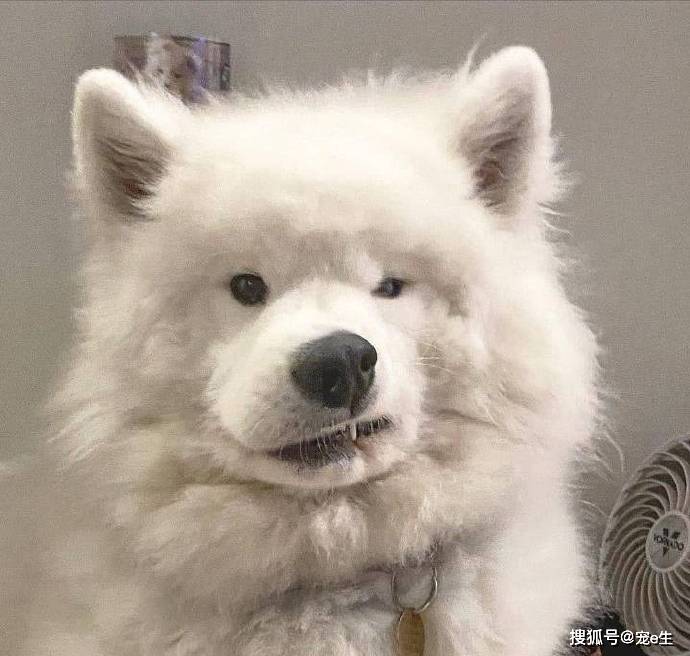 歪嘴小狗大赏67676767炫我疯狂地炫