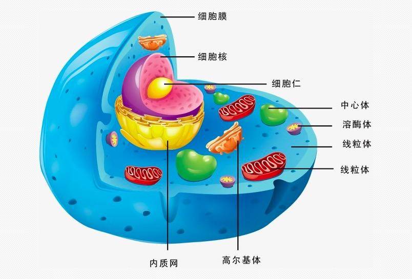 细胞膜由蛋白质分子和脂类分子组成,水和氧气等小分子物质能够自由