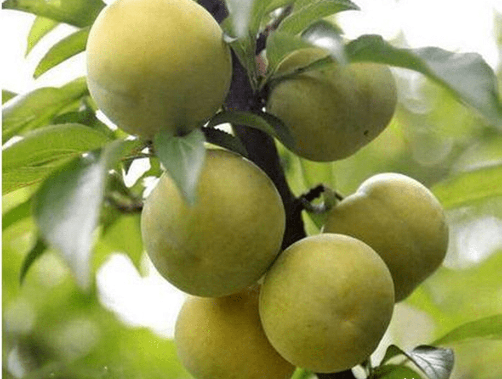 1斤能卖50元,被誉为天价水果的"蜂糖李",很多果农开荒种植_栽培