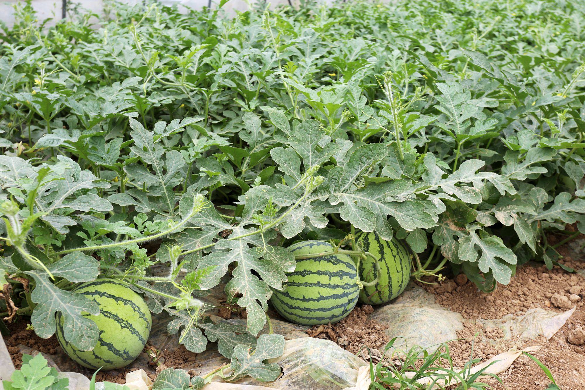 西瓜开花少,坐果率低是啥原因?做好四件事,西瓜收成有保障