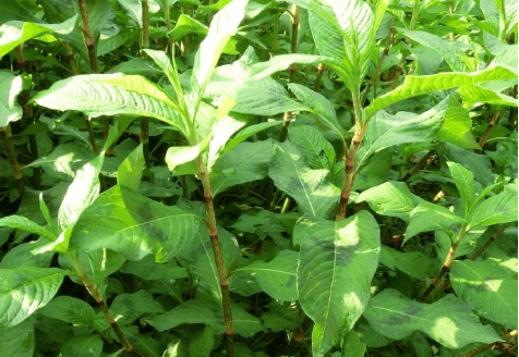 它叫"辣椒草",比辣椒还辣,爱长在房子前后,但别清除,有价值_手机搜狐