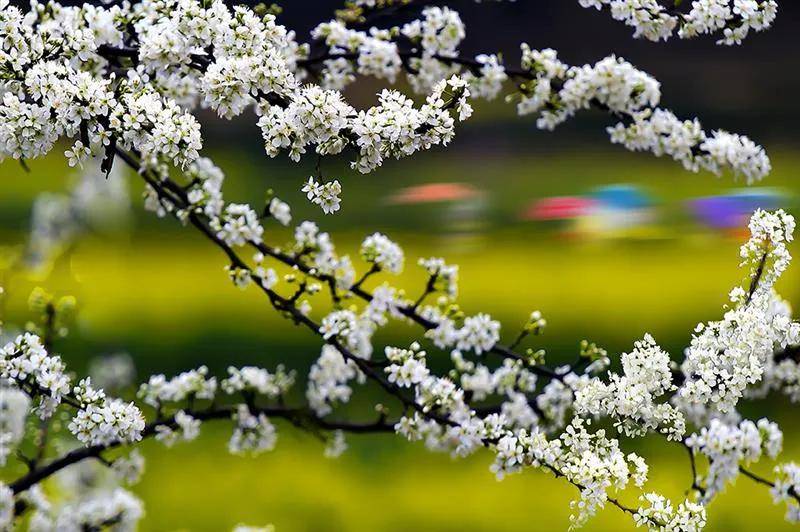 三月的婺源，收藏了中国最美的春天！