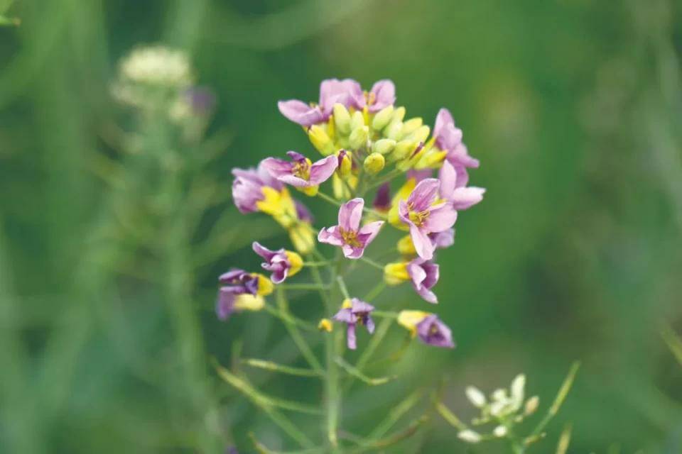 9个色系昆明的彩色油菜花你见过吗