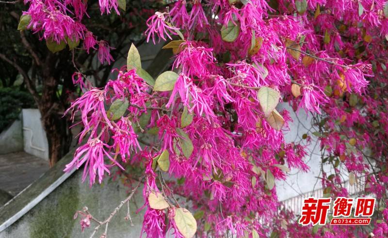 最美赏花季：衡阳西湖公园红花檵木美得惊艳，你去看了吗？
