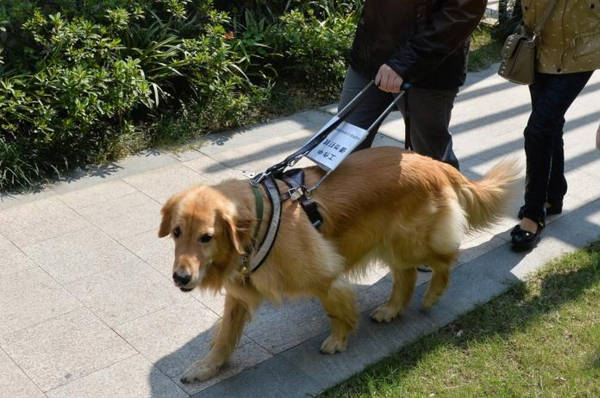导盲犬是什么狗品种图片