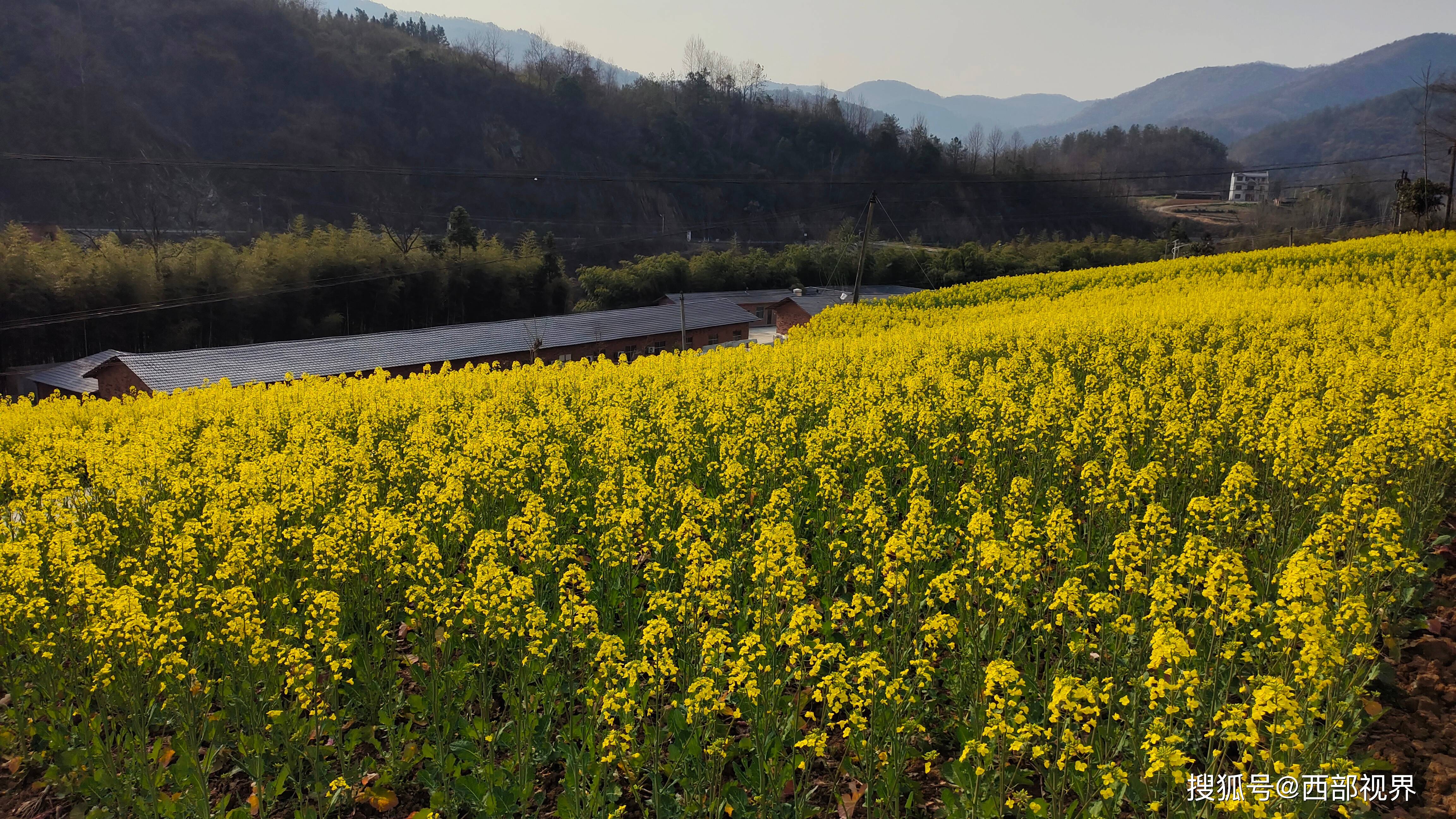 平利县西河镇油菜花正盛开